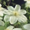 Bosrank (Clematis 'Guernsey Cream') -Planten Verkoopwinkel clematis guernsey cream 2