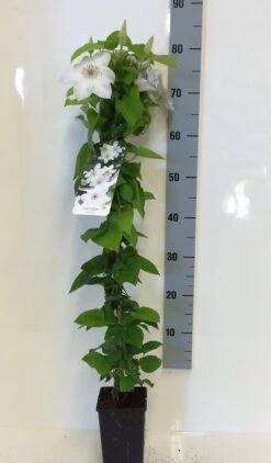 Bosrank (Clematis 'Henryi') -Planten Verkoopwinkel clematis henryi 80 100 c2 2