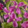 Bosrank (Clematis 'Inspiration') -Planten Verkoopwinkel clematis inspiration pbr 2 2