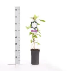 Bosrank (Clematis 'Jackmanii Alba') -Planten Verkoopwinkel clematis jackmanii alba 1