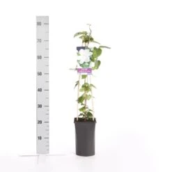 Bosrank (Clematis 'Madame Le Coultre') -Planten Verkoopwinkel clematis madame le coultre
