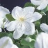 Bosrank (Clematis 'Madame Le Coultre') -Planten Verkoopwinkel clematis madame le coultre 2 1