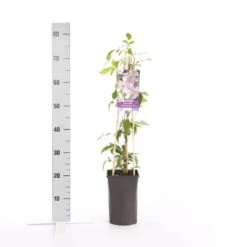 Bosrank (Clematis Montana 'Broughton Star') -Planten Verkoopwinkel clematis montana broughton s.