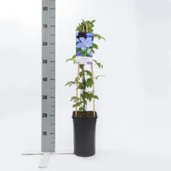 Bosrank (Clematis 'Mrs Cholmondeley') -Planten Verkoopwinkel clematis mrs. cholmondeley 2