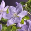 Bosrank (Clematis 'Mrs Cholmondeley') -Planten Verkoopwinkel clematis mrs. cholmondeley 2 1