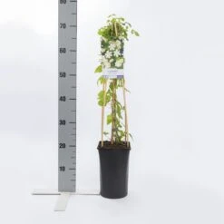 Bosrank (Clematis 'Paul Farges') -Planten Verkoopwinkel clematis paul farges 1