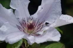 Bosrank (Clematis 'Snow Queen') -Planten Verkoopwinkel clematis snow queen 2