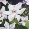 Bosrank (Clematis 'Snow Queen') -Planten Verkoopwinkel clematis snow queen 2