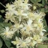 Bosrank (Clematis Vitalba) -Planten Verkoopwinkel clematis vitalba 2
