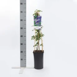 Bosrank (Clematis Viticella) -Planten Verkoopwinkel clematis viticella