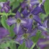 Bosrank (Clematis Viticella) -Planten Verkoopwinkel clematis viticella 2 1