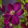 Bosrank (Clematis 'Voluceau') -Planten Verkoopwinkel clematis voluceau 2 2