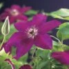 Bosrank (Clematis 'Westerplatte') -Planten Verkoopwinkel clematis westerplatte 2 1