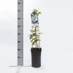 Bosrank (Clematis 'Yukikomachi') -Planten Verkoopwinkel clematis yukikomachi 2