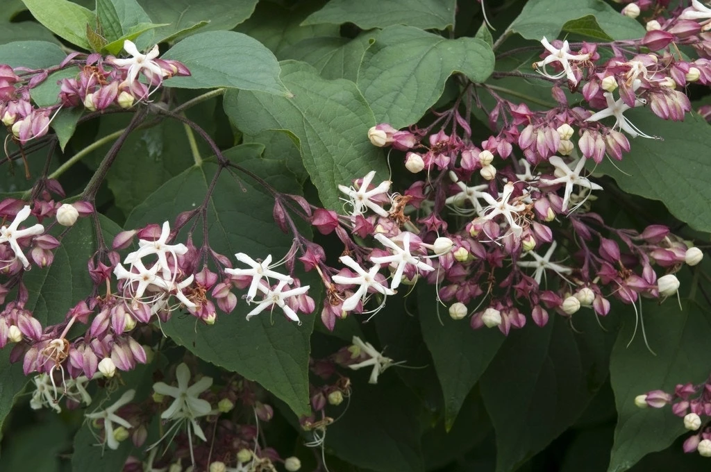 Pindakaasboom (Clerodendrum Trichotomum) 1 Pindakaasboom (Clerodendrum Trichotomum)