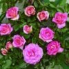 Klimroos (Rosa 'Parfum Royal') -Planten Verkoopwinkel clg parfum royal2 2
