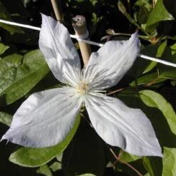 Bosrank (Clematis 'Jackmanii Alba') -Planten Verkoopwinkel cljalba 1 1