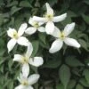 Bosrank (Clematis Montana 'Alba') -Planten Verkoopwinkel clmontan 1 1