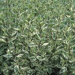 Bonte Kornoelje (Cornus Alba 'Elegantissima') -Planten Verkoopwinkel coaelega 3 1