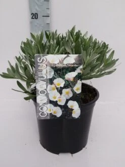 Zilverwinde (Convolvulus Cneorum ) -Planten Verkoopwinkel convolvulus 10 6 1