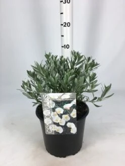 Zilverwinde (Convolvulus Cneorum ) -Planten Verkoopwinkel convolvulus 26 06 1