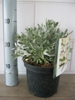 Zilverwinde (Convolvulus Cneorum ) -Planten Verkoopwinkel convolvulus cneorom c3 26 6 2019 1