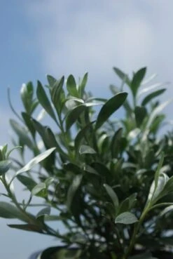 Zilverwinde (Convolvulus Cneorum ) -Planten Verkoopwinkel convolvulus cneorum 1 1