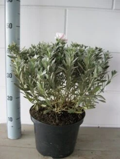 Zilverwinde (Convolvulus Cneorum ) -Planten Verkoopwinkel convolvulus cneorum c5 oktober 2 1