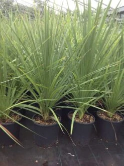 Cordyline (Cordyline Australis) -Planten Verkoopwinkel cordyline australis 2