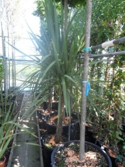 Cordyline (Cordyline Australis) -Planten Verkoopwinkel cordyline australis 150 175 cont