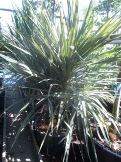 Cordyline (Cordyline Australis) -Planten Verkoopwinkel cordyline australis 175 200 meerstammig 2