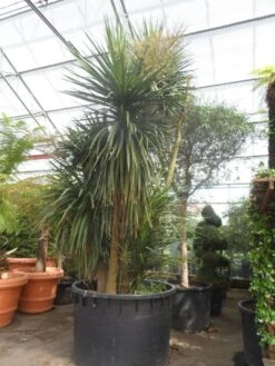 Cordyline (Cordyline Australis) -Planten Verkoopwinkel cordyline australis 300 400 c750 meerstammig 2