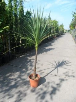 Cordyline (Cordyline Australis) -Planten Verkoopwinkel cordyline australis c10 2