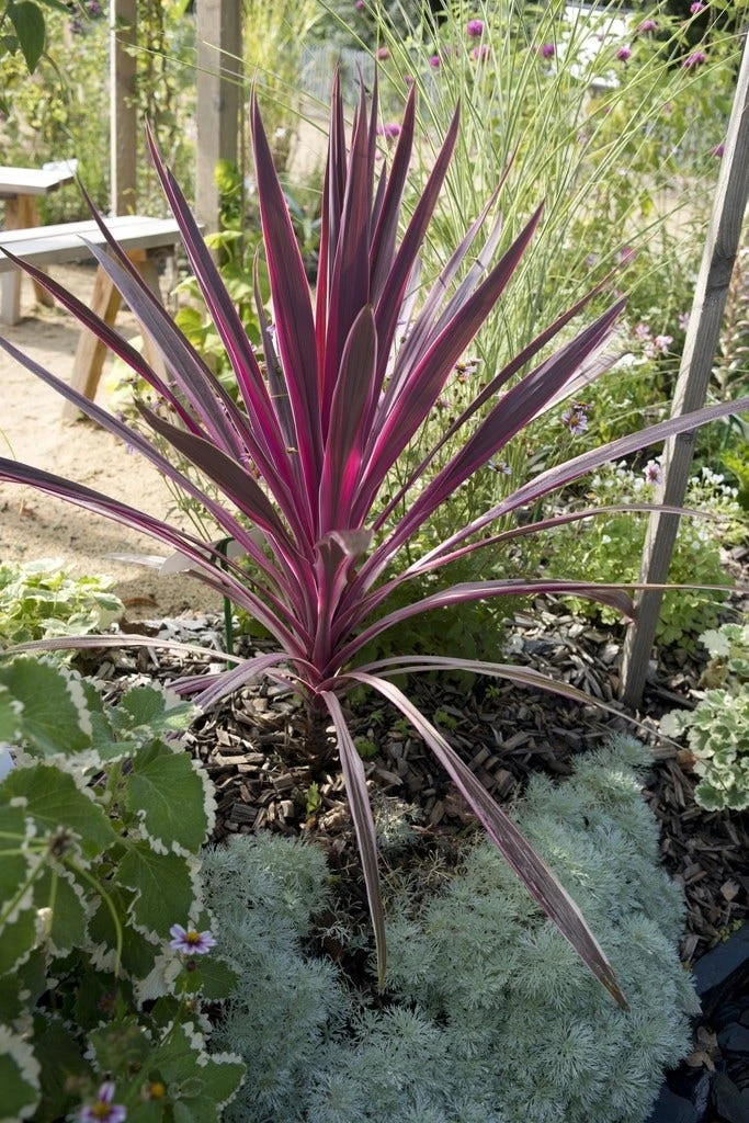 Cordyline (Cordyline Australis 'Electric Pink') 1 Cordyline (Cordyline Australis 'Electric Pink')