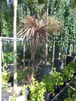 Cordyline (Cordyline Australis 'Atropurpurea') -Planten Verkoopwinkel cordyline australis red star 150 175 c25