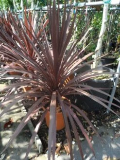 Cordyline (Cordyline Australis 'Atropurpurea') -Planten Verkoopwinkel cordyline australis red star c10