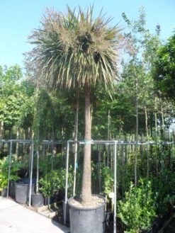 Cordyline (Cordyline Australis) -Planten Verkoopwinkel cordyline australis solitair 250stam 2