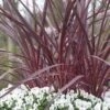 Cordyline (Cordyline 'Can Can') -Planten Verkoopwinkel cordyline cancan02 1