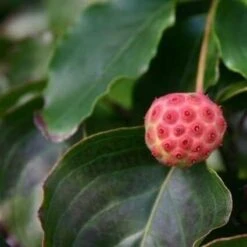 Kornoelje (Cornus Kousa 'China Girl') 28 Kornoelje (Cornus Kousa 'China Girl') -Planten Verkoopwinkel cornus kousa china girl