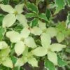 Bonte Kornoelje (Cornus Kousa 'Samaritan') -Planten Verkoopwinkel cornus kousa samakatin