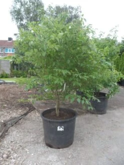 Kornoelje (Cornus Alternifolia)
