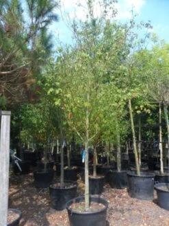 Kornoelje (Cornus Alternifolia) -Planten Verkoopwinkel cornus alternifolia 18 20 c160