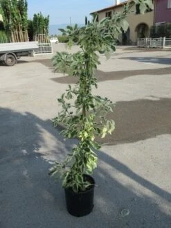 Kornoelje (Cornus Alternifolia 'Argentea') -Planten Verkoopwinkel cornus alternifolia argentea