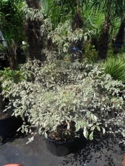 Kornoelje (Cornus Alternifolia 'Argentea') -Planten Verkoopwinkel cornus alternifolia argentea 100 125 c25