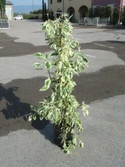 Kornoelje (Cornus Alternifolia 'Argentea') -Planten Verkoopwinkel cornus alternifolia argentea 2