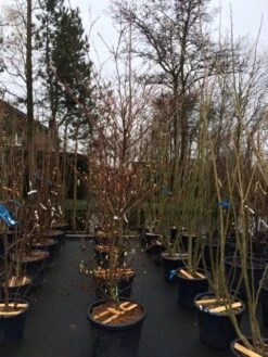 Reuzenkornoelje (Cornus Controversa 'Variegata') -Planten Verkoopwinkel cornus controversa variegata 2