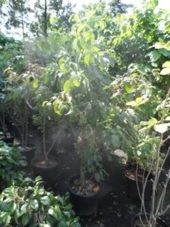 Veelbloemige Kornoelje (Cornus Florida 'Cloud Nine') -Planten Verkoopwinkel cornus florida 150 175 200 c50 1