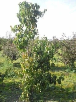 Amerikaanse Kornoelje (Cornus Florida 'Rubra') 16 Amerikaanse Kornoelje (Cornus Florida 'Rubra') -Planten Verkoopwinkel cornus florida 180 2