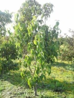 Amerikaanse Kornoelje (Cornus Florida 'Rubra') -Planten Verkoopwinkel cornus florida 180 3 2 1