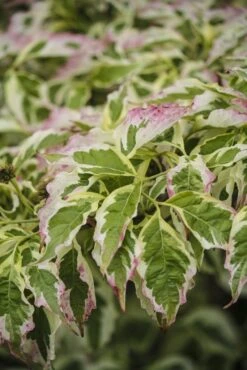Kornoelje (Cornus Florida 'Cherokee Daybreak') -Planten Verkoopwinkel cornus florida cherokee daybreak 1